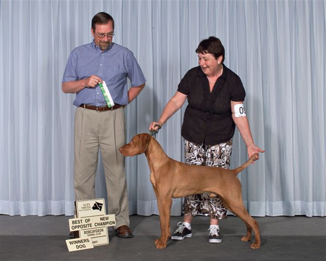 Egerton Vizslas ..vizsla puppies, companion, conformation ...