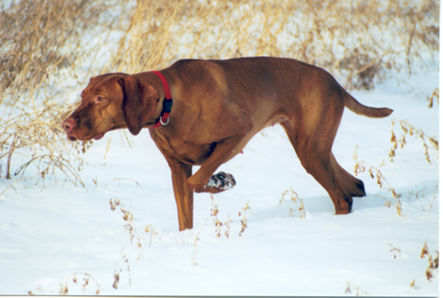 chakra vizslas