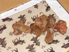 b-litter-024.jpg b-litter-024.jpg