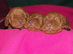 b-litter-045.jpg b-litter-045.jpg