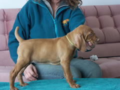 b-litter-286.jpg b-litter-286.jpg