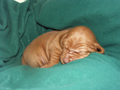 baron-1-wk.jpg