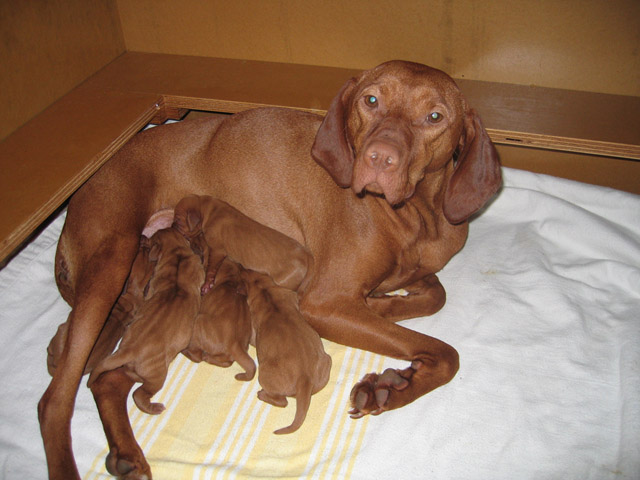 Egerton Vizslas ..vizsla puppies 