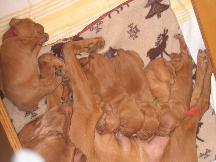 d-litter-01-006.jpg