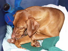 pups_006.jpg pups_006.jpg