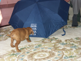 umbrella_268.jpg