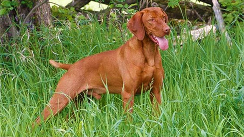 GRAND CHAMPION MBIS BISS CH Egerton's Atlantic Red Ranger FDJ NAVHDA Prize I